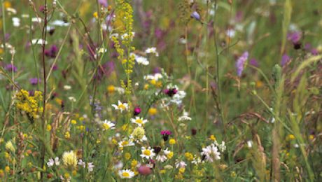 Flower meadow Detail