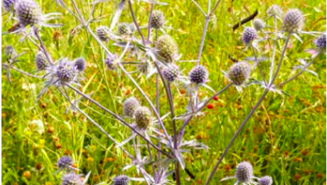 Transylvania thistle